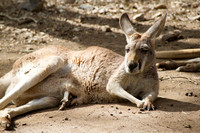 20160807 Animal Sanctuary (36)-2 - Web
