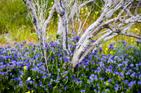20190310 Anza Borrego Desert (18)