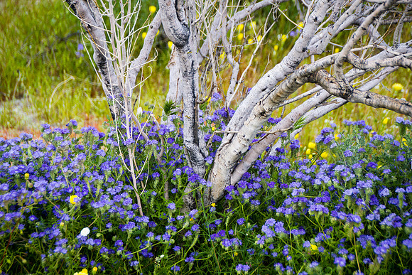 20190310 Anza Borrego Desert (18)
