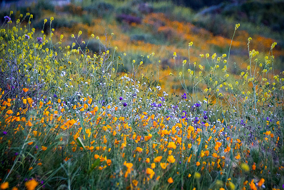 20190328 Lake Elsinore Superbloom - California Poppies (170)