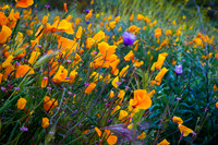 20190328 Lake Elsinore Superbloom - California Poppies (72)-HDR