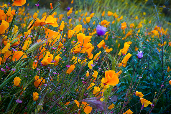 20190328 Lake Elsinore Superbloom - California Poppies (72)-HDR