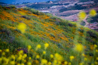 20190328 Lake Elsinore Superbloom - California Poppies (172)