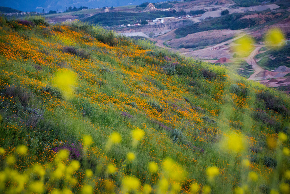20190328 Lake Elsinore Superbloom - California Poppies (172)