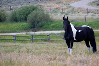 202008 Daniel Wy and Keogh Ranch (46)