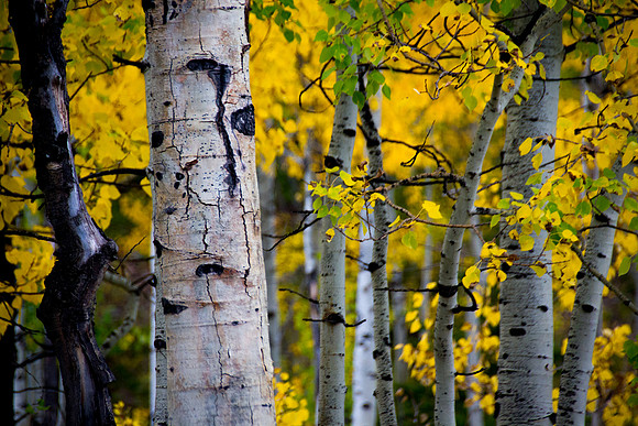 20160921 Fall colors in Nederland (19)-14 - Web