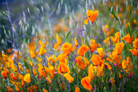 20190328 Lake Elsinore Superbloom - California Poppies (168)