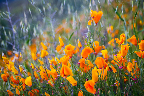 20190328 Lake Elsinore Superbloom - California Poppies (168)