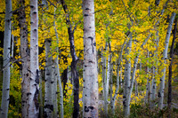 20160921 Fall colors in Nederland (18)-13 - Web
