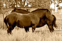 USA-0007-Hoehne Horses - Print 18w12h