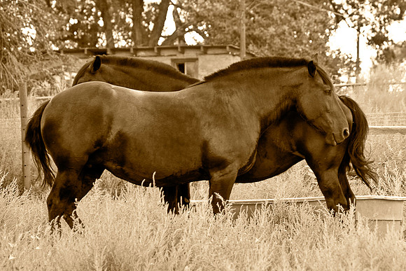 USA-0007-Hoehne Horses - Print 18w12h