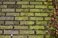 AMS-0004-Amsterdam Sidewalk Green_ - Print 18w12h