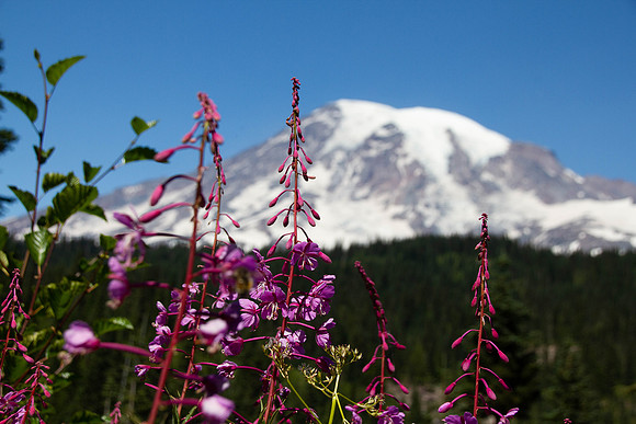 202008 Washington Mt Ranier NP (36) - Web - Washington